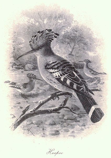 File:Hoopoe (Upupa epops).jpg