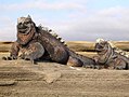 Image 7Marine iguana (from Galápagos Islands)