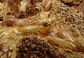 Солдаты и нимфы Kalotermes flavicollis