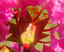 Crepe myrtle flowers - the petals emerge from the calyx tube.