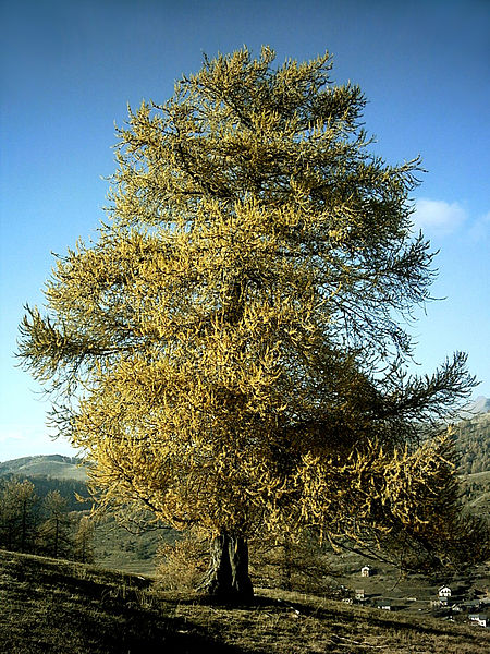 Archivo:Mélèze en Automne.JPG