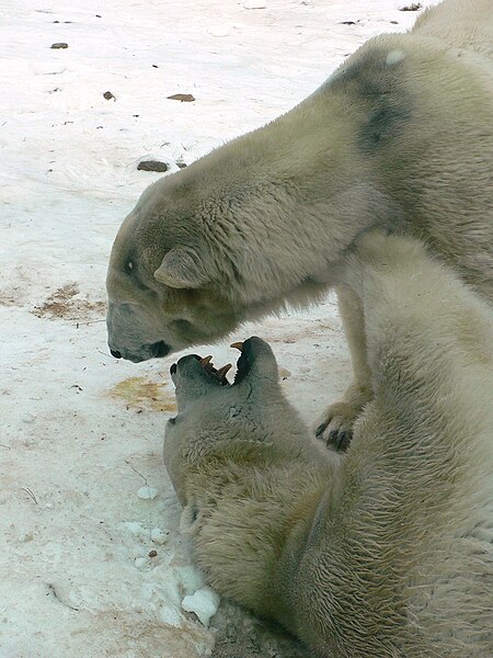 File:MP-Ursus maritimus8.jpg