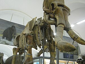 Mammoth skeleton