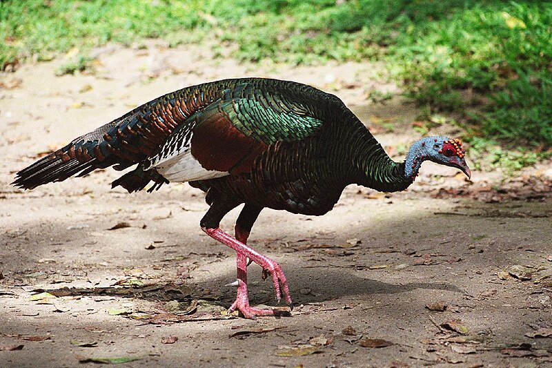 File:Meleagris ocellata -Guatemala-8a.jpg