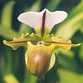 白旗兜兰 Paphiopedilum spicerianum