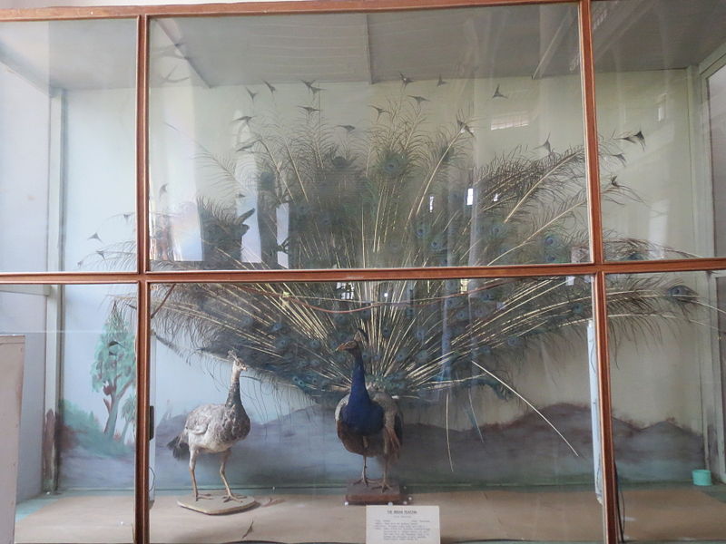 File:Peacock-Gauss museum.jpg