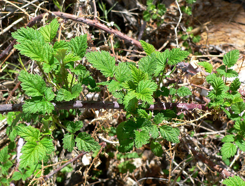 Archivo:Rubus leucodermis 2.jpg