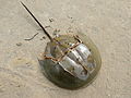 Thumbnail for Horseshoe crab