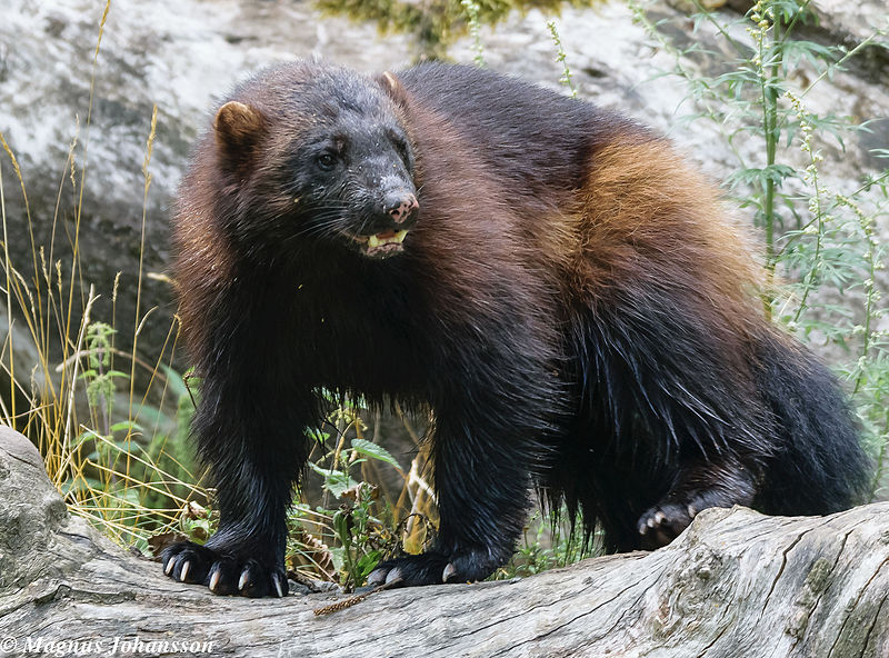 File:A wolverine (14794534724).jpg