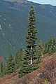 Image 1The narrow conical shape of northern conifers, and their downward-drooping limbs, help them shed snow. (from Conifer)