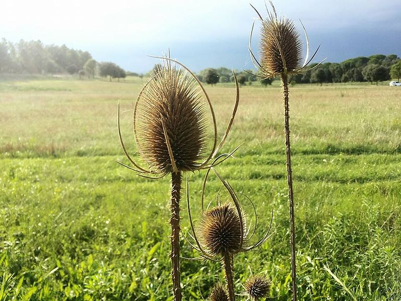 Archivo:Agricultura sostenible.jpg