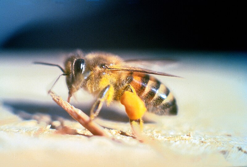 File:Apis mellifera scutellata.jpg