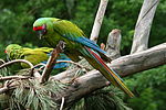 Thumbnail for Great green macaw