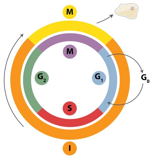 File:Cell Cycle 2.svg