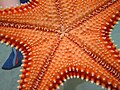 Caribbean seastar (Oreaster reticulatus), Bahia de la Chiva, Vieques, PR.