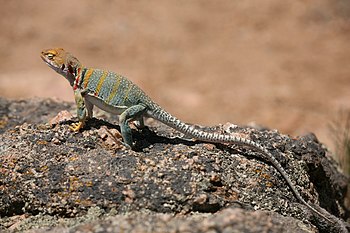 Common collared lizard