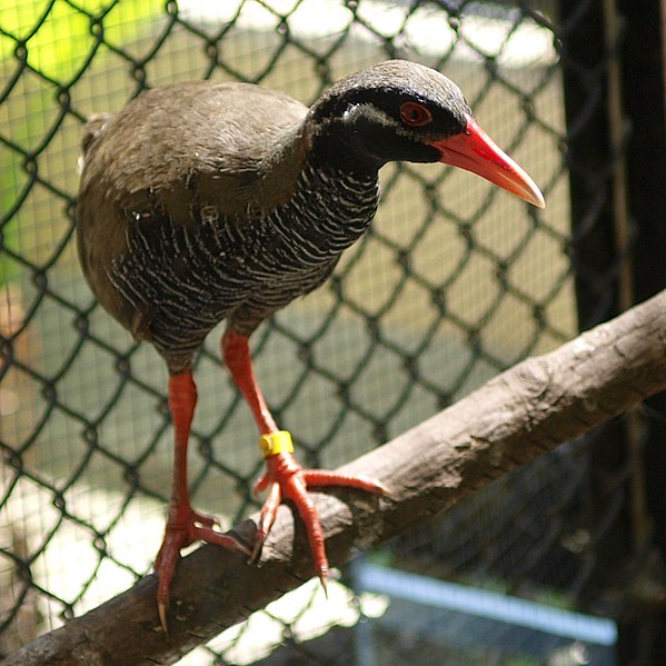 File:Gallirallus okinawae by OpenCage.jpg