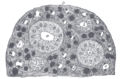 Transverse section of pyramidal substance of kidney of pig, the bloodvessels of which are injected.