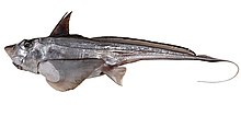 Hydrolagus ogilbyi.jpg