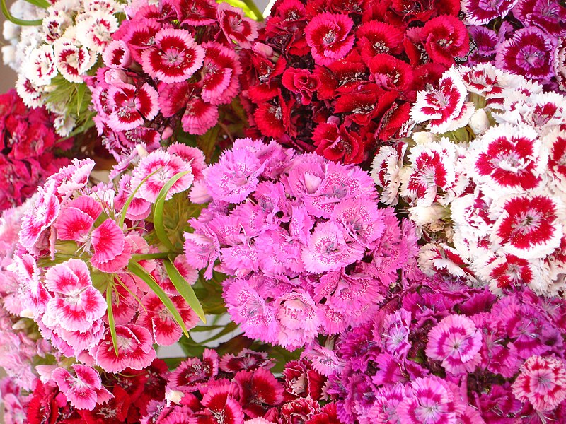 File:June Summer Flowers.jpg