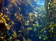 A kelp forest