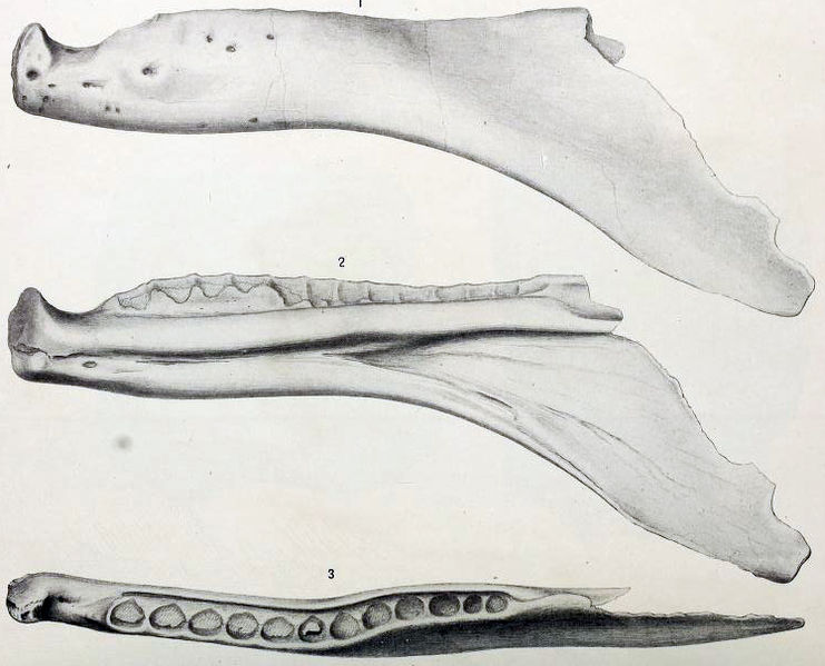 File:Labrosaurus.jpg