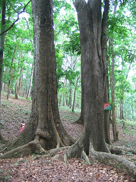 File:Mahagoni Tree.jpg