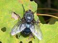 Musca domestica