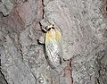 Teneral adult Brood XIII Magicicada in suburban Chicago (May 24, 2007)