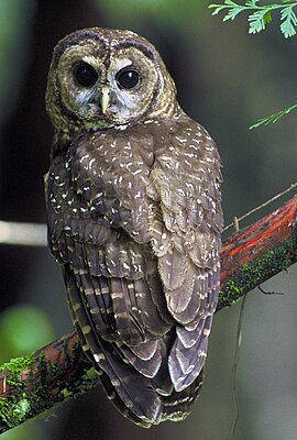 Неясыть северная пятнистая (Strix occidentalis caurina)