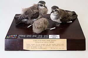 Young White-Faced Storm Petrel of 3 growth stages; based on the labelling, on the right is the bird that is ready to fly.