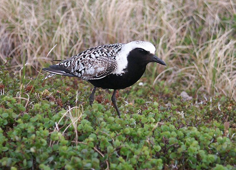 Archivo:Pluvialis squatarola1.jpg