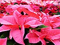 Poinsettia