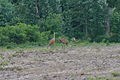 Sandhill Crane, Grus canadensis