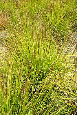 Sesleria autumnalis в ботаническом саду Нью-Йорка