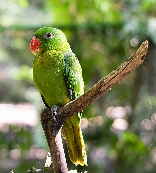 File:Tanygnathus sumatranus -adult male-8-1c.jpg