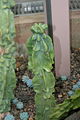 Totem Pole Cactus, Lophocereus schottii monstrosus