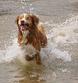 Tollers love the water