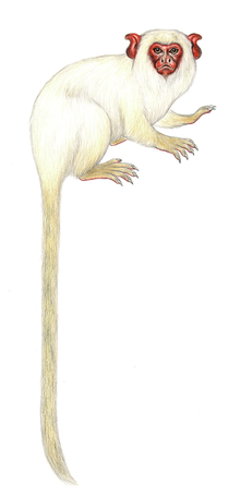 White marmoset Mico leucippe.png