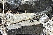 An adult Himalayan Agama (Paralaudakia himalayana), at Ringmospang Kargil