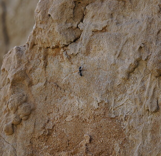 Файл:Ant on the sandstone.JPG