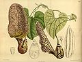 Aristolochia lawrenceae