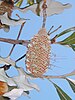 Banksia dentata spike (cone) developing follicles