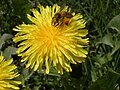 A bee on a dandelion