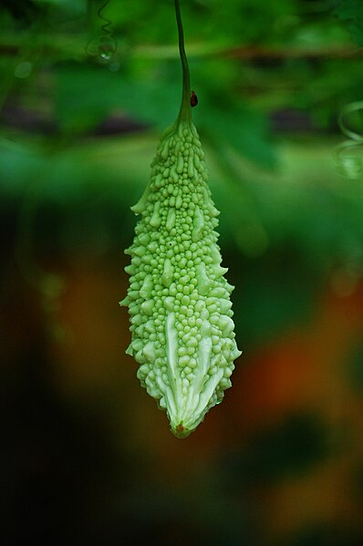 File:Bittergourd.jpg