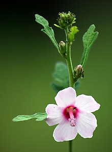 Caesarweed (Urena lobata).jpg