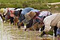 Image 51Cambodian farmers planting rice (from Agriculture in Cambodia)