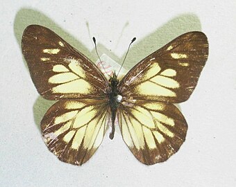 葉紋彩粉蝶 Catasticta eurigania