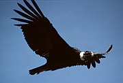 Andean Condor (Vultur gryphus), the national bird of Chile