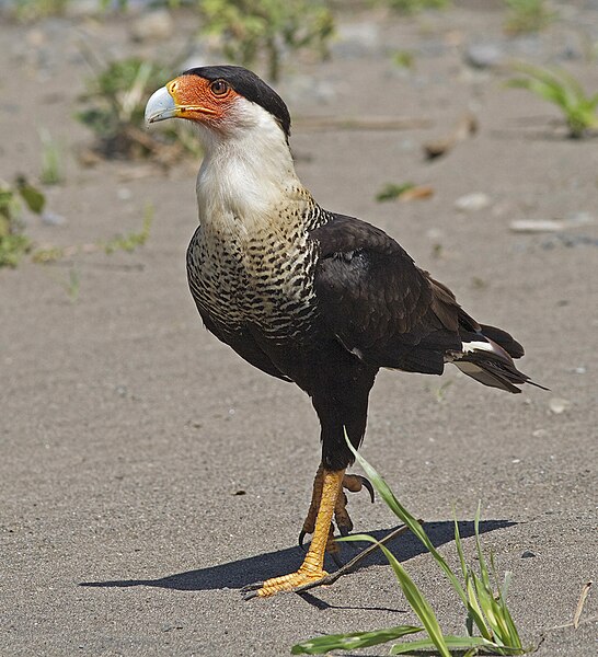 Файл:Crested Caracara JCB.jpg